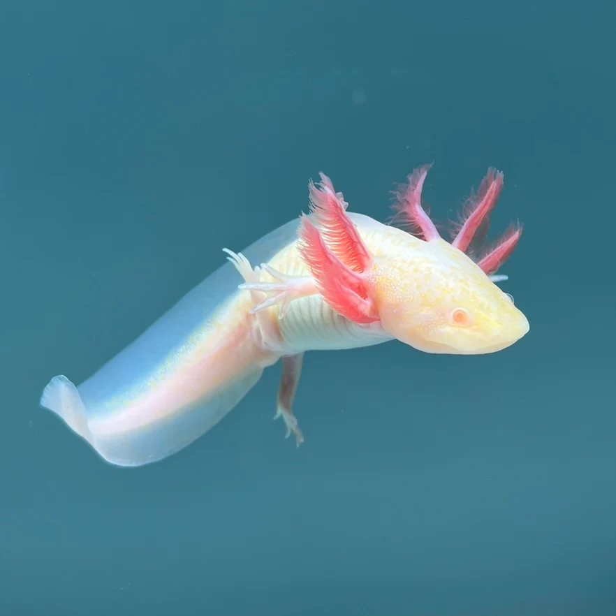 Albino Melanoid Axolotl - Image 3