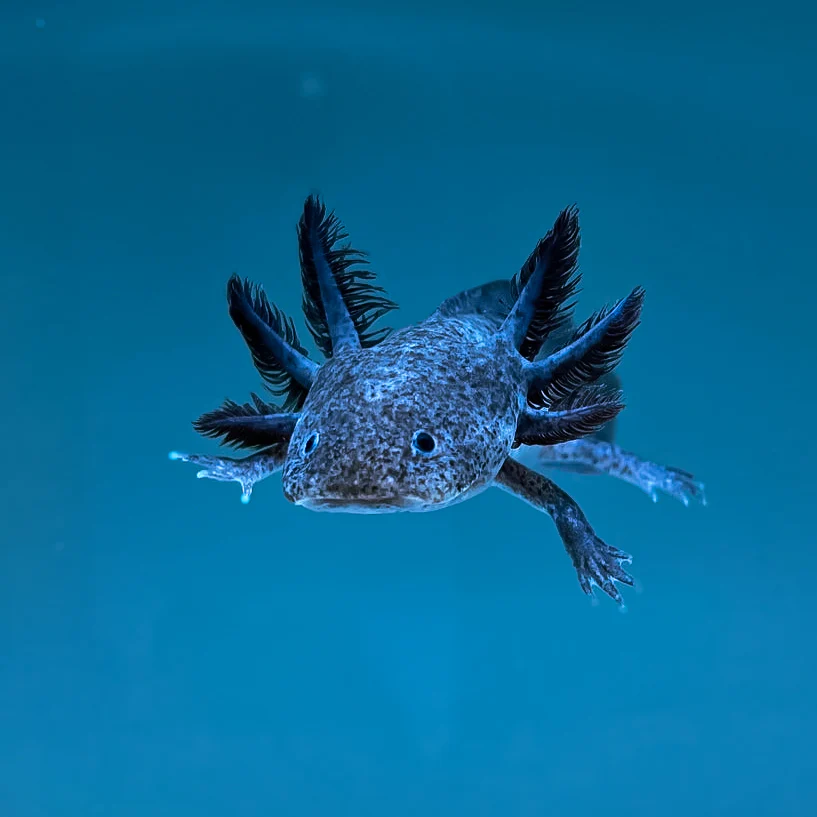 Axanthic Axolotl - Image 3