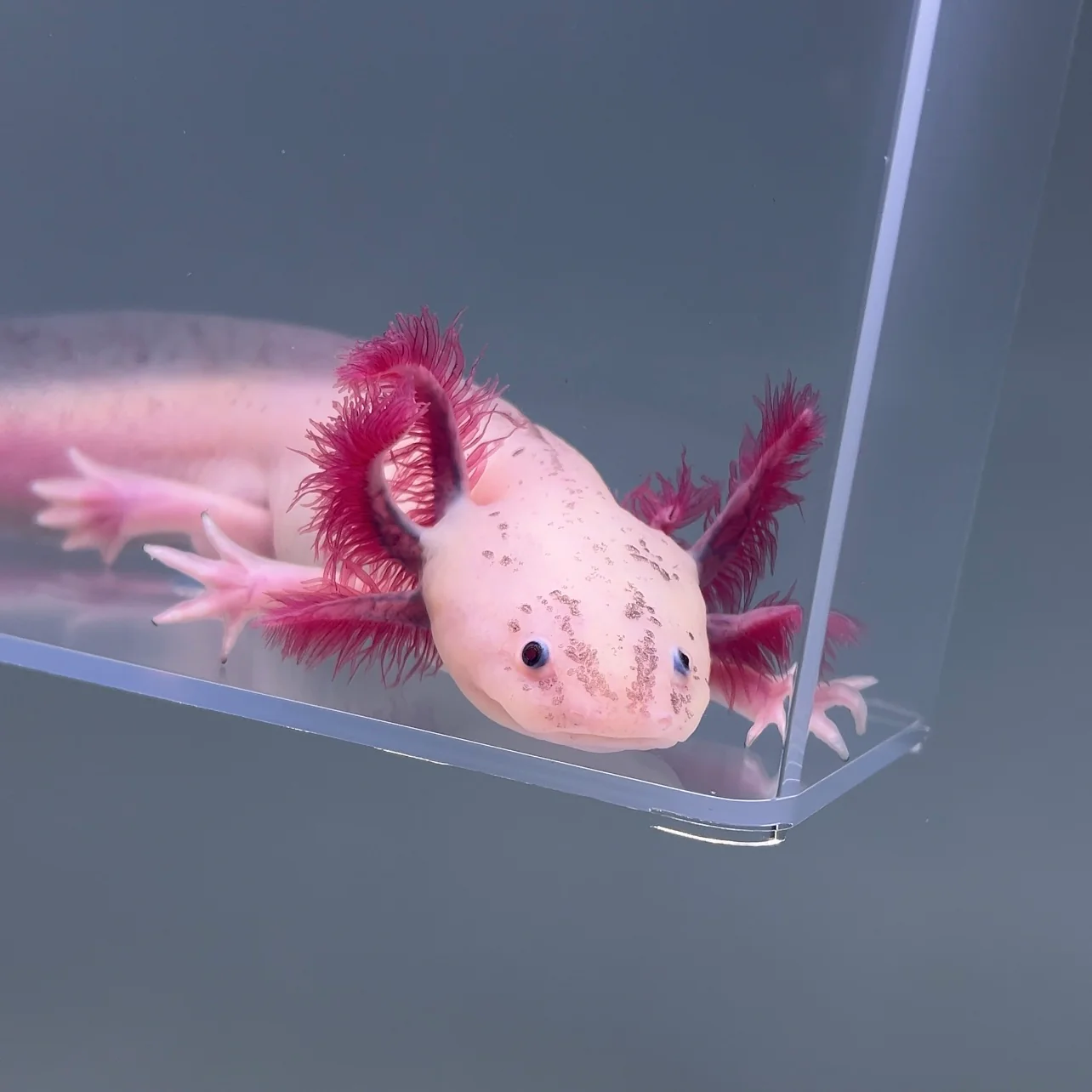 Named Axolotls