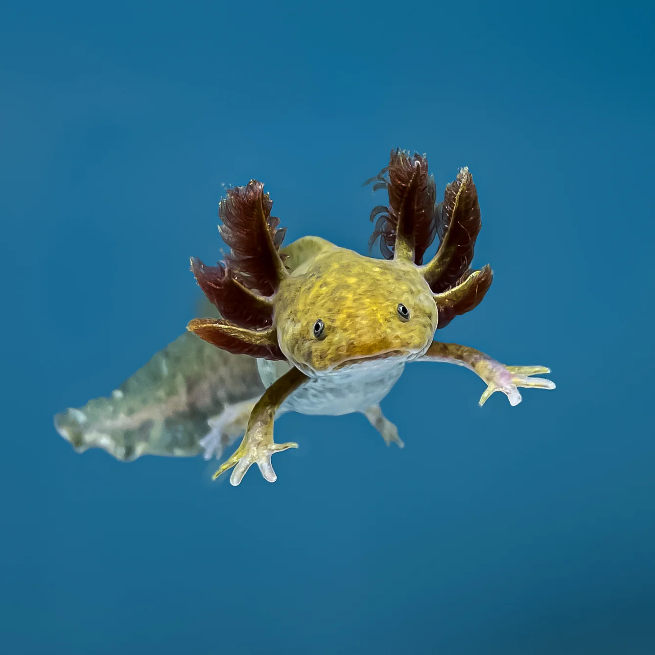 Copper Axolotl - Image 3
