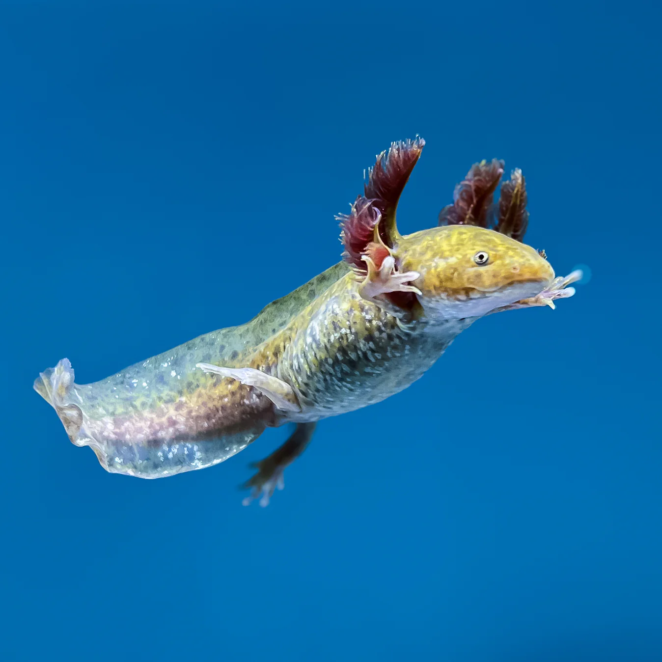Copper Axolotl - Image 4