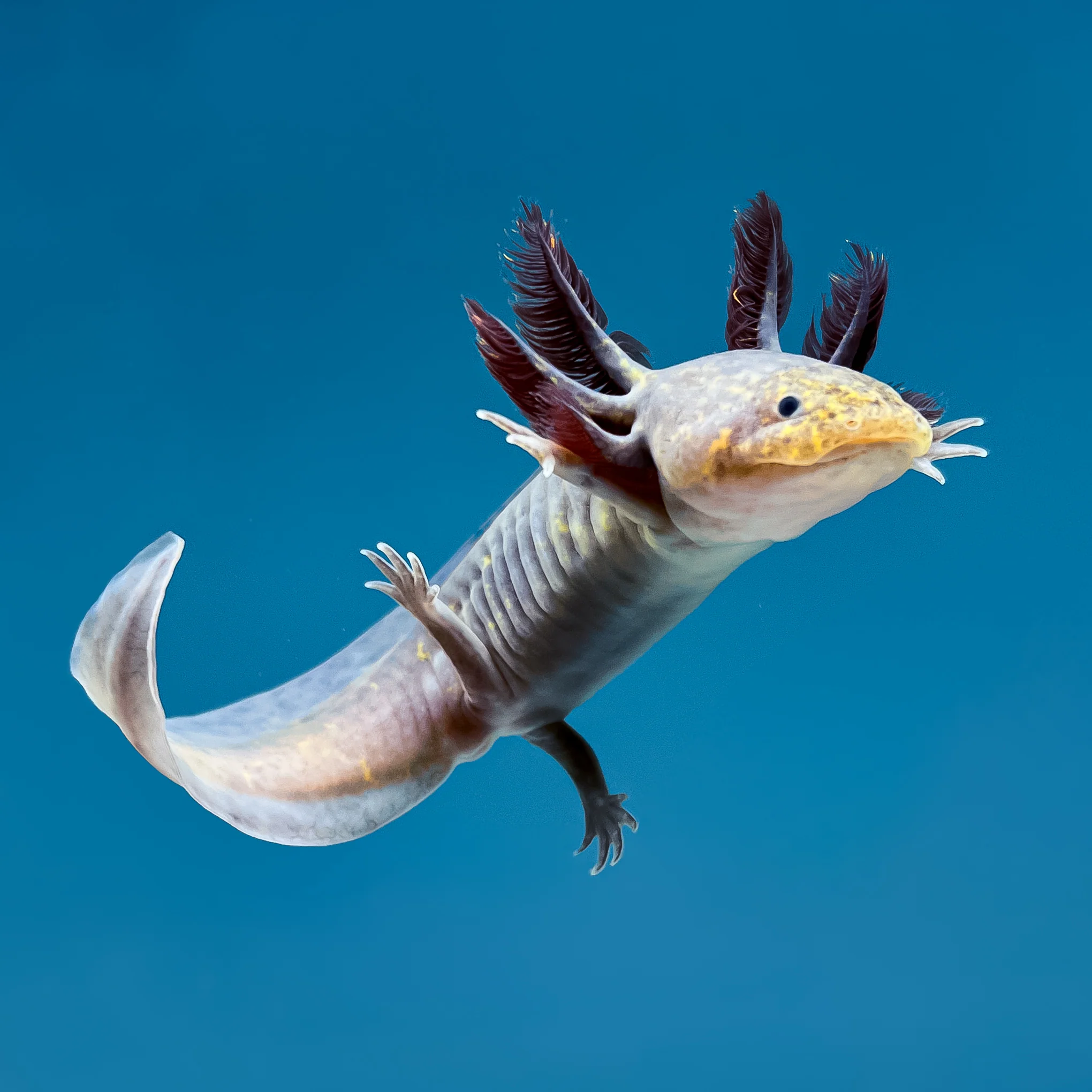 Copper Melanoid Axolotl - Image 3