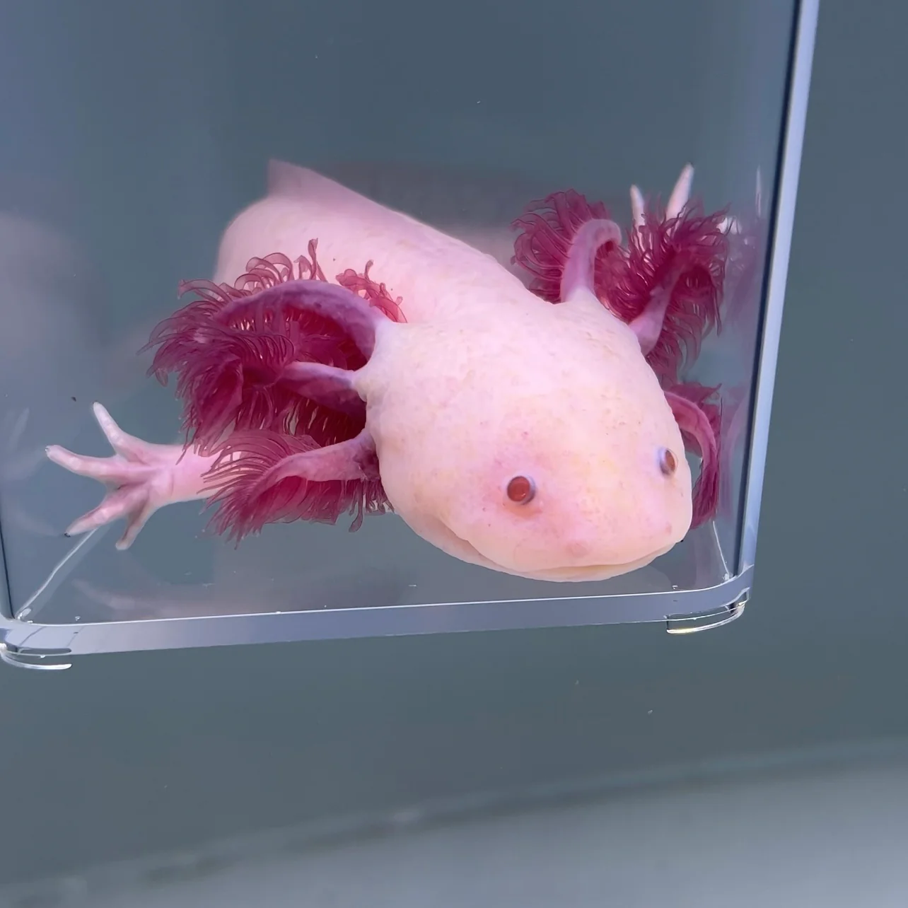 Hypomelanistic Axolotls