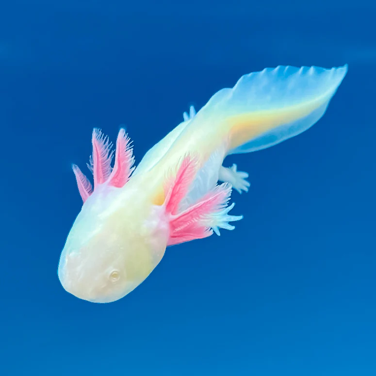 GFP Albino Axolotl - Image 3