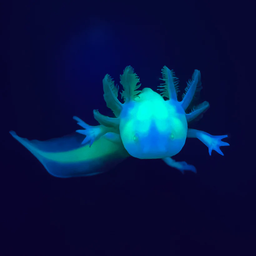GFP Albino Axolotl - Image 4