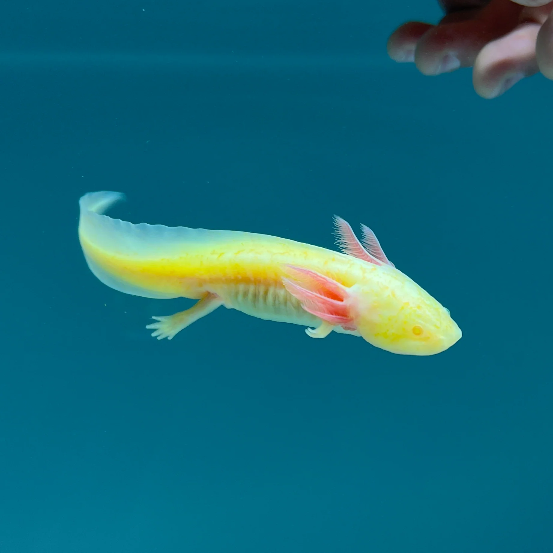 GFP Albino Melanoid Axolotl - Image 3