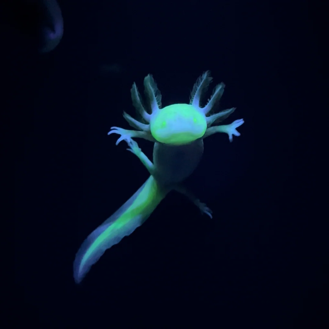 GFP Albino Melanoid Axolotl - Image 4