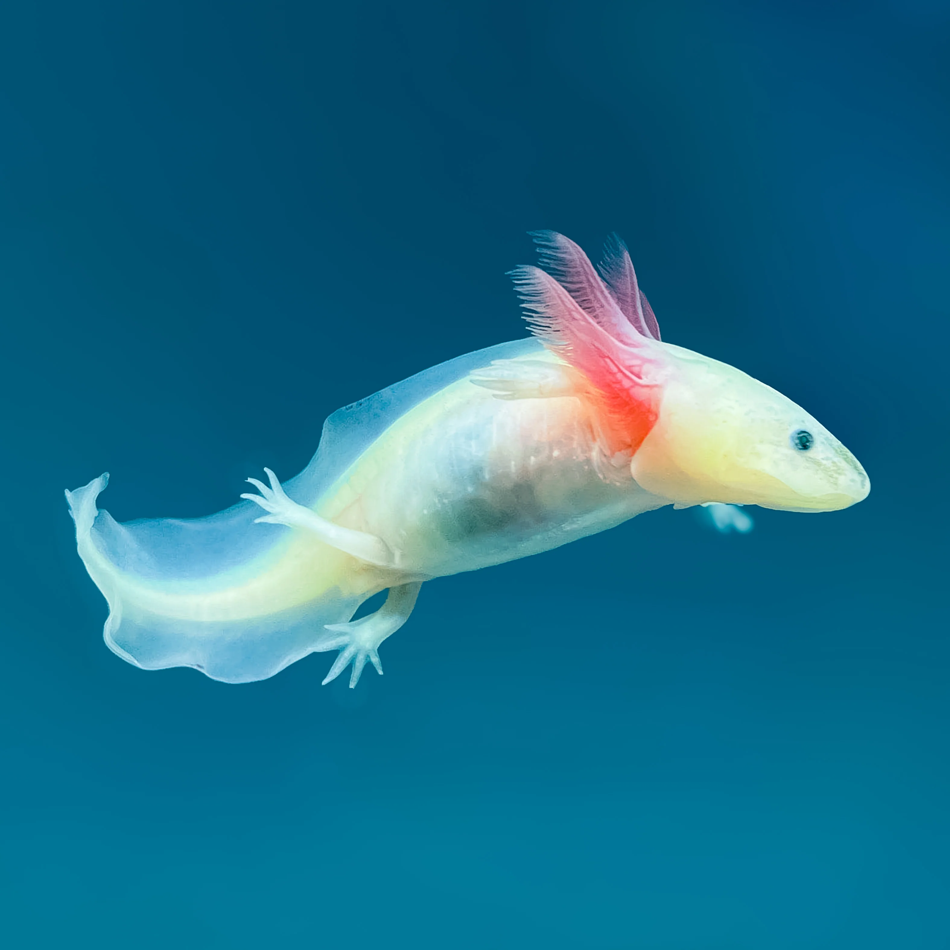 Leucistic GFP Axolotl - Image 3