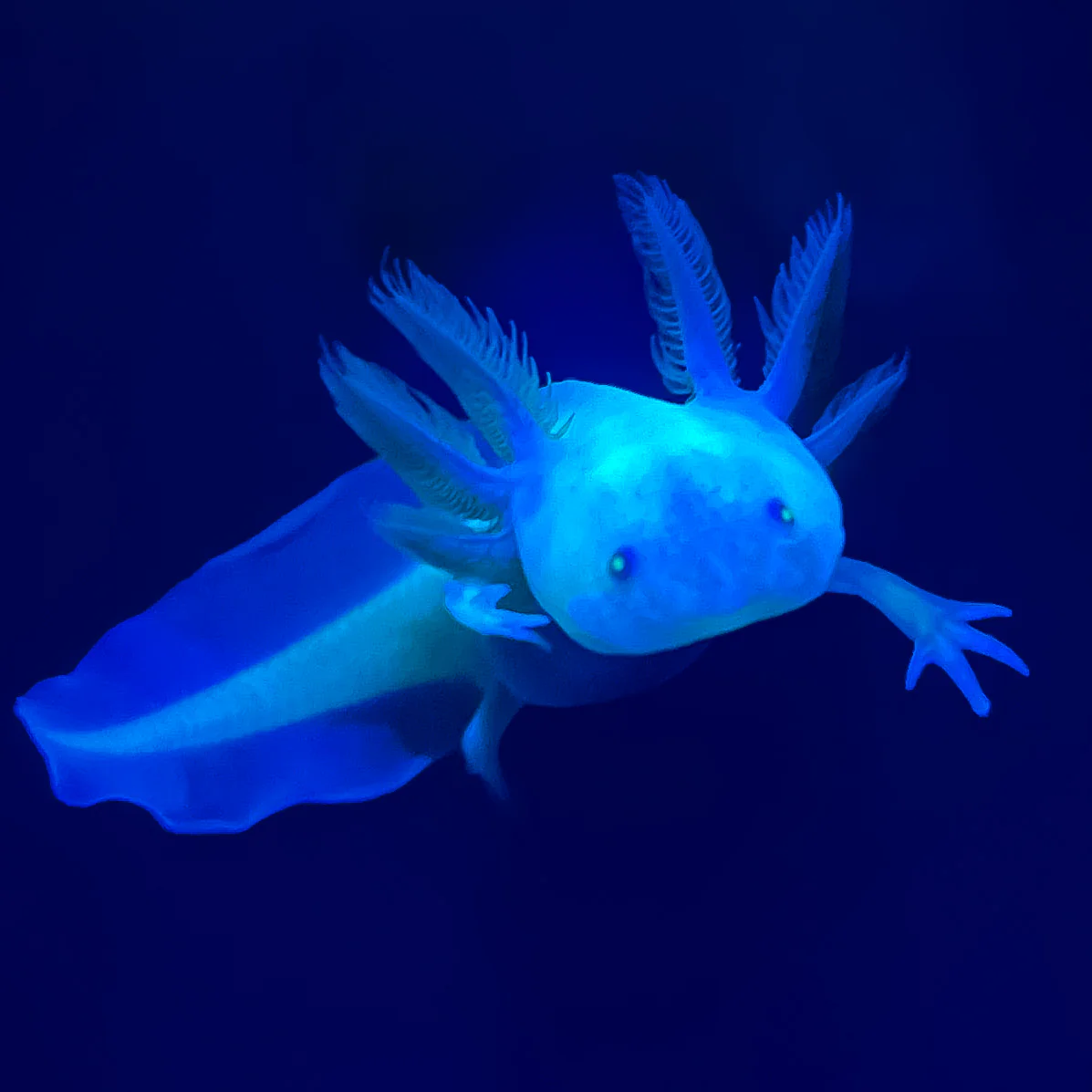 Leucistic GFP Axolotl - Image 4