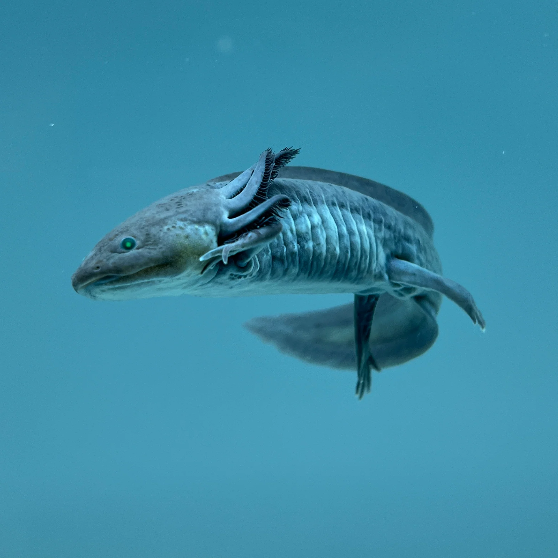 GFP Melanoid Axolotl - Image 3