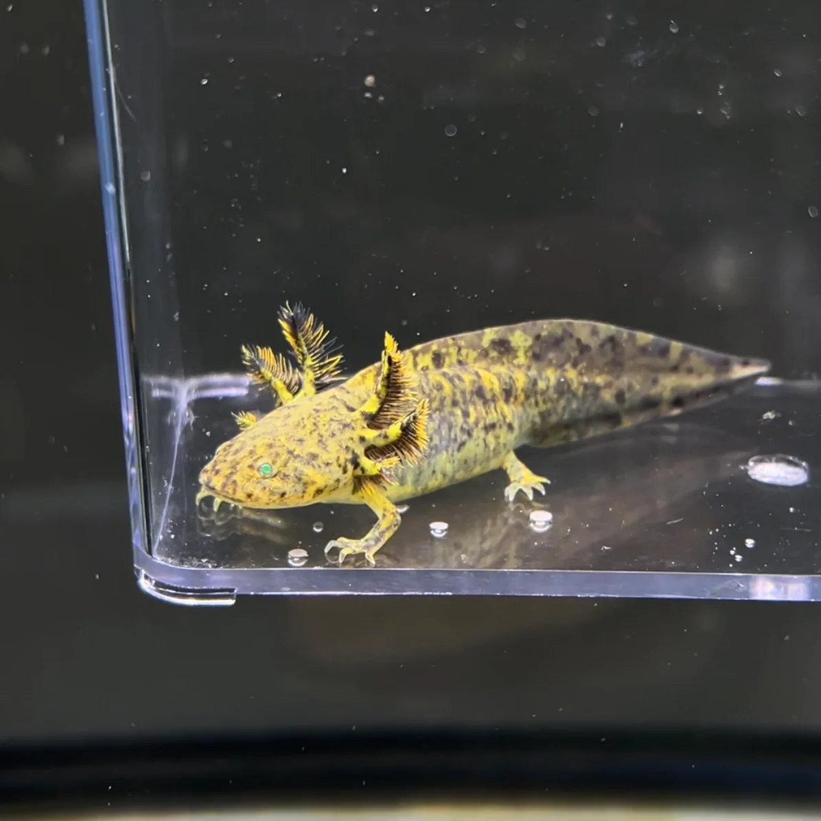 GFP Wild Type Axolotl - Image 3
