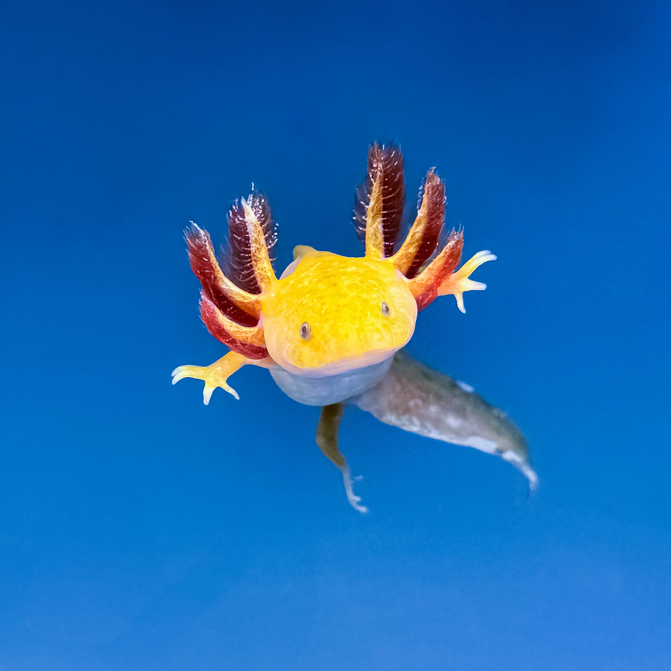 Hypomelanistic Axolotl - Image 3