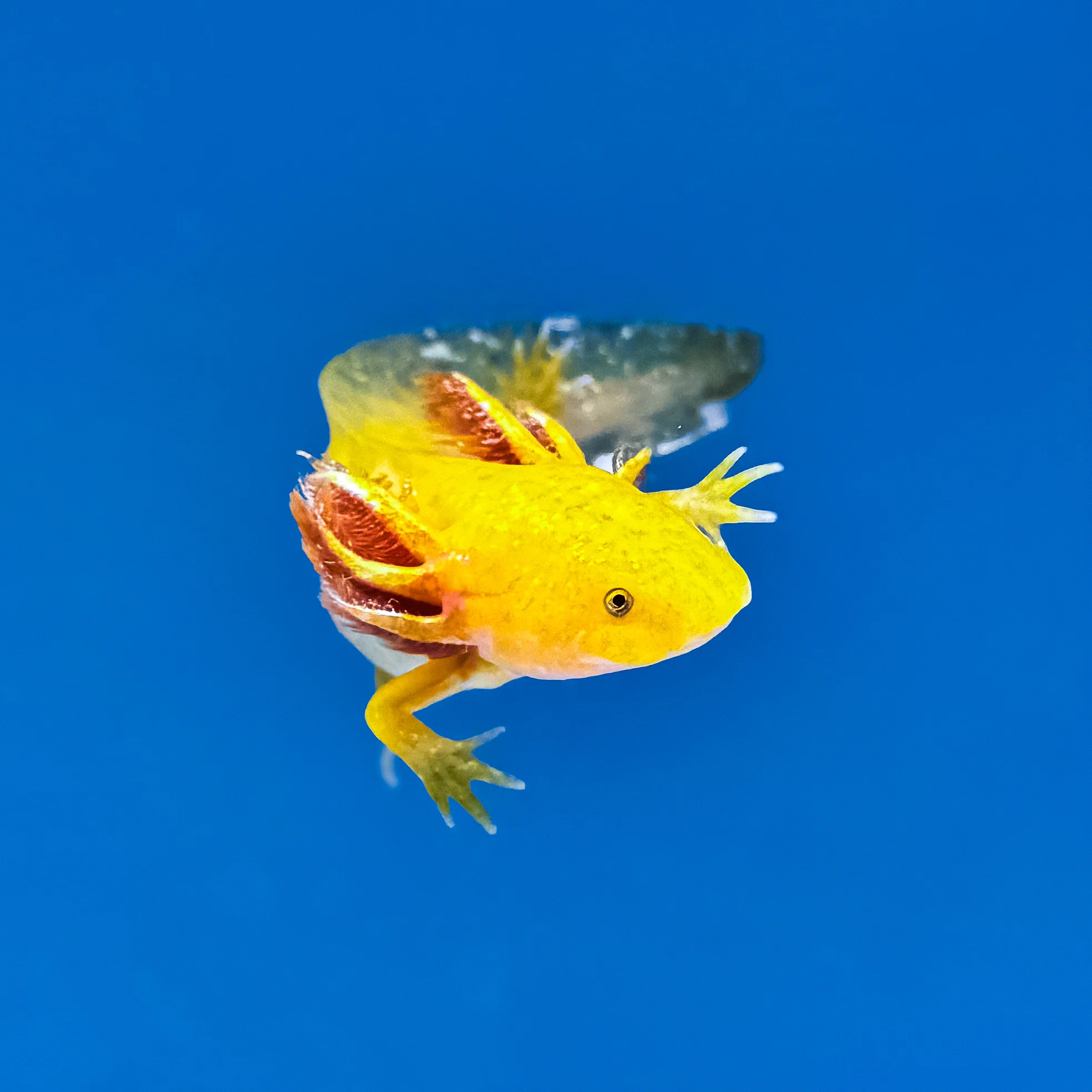 Hypomelanistic Axolotl - Image 4