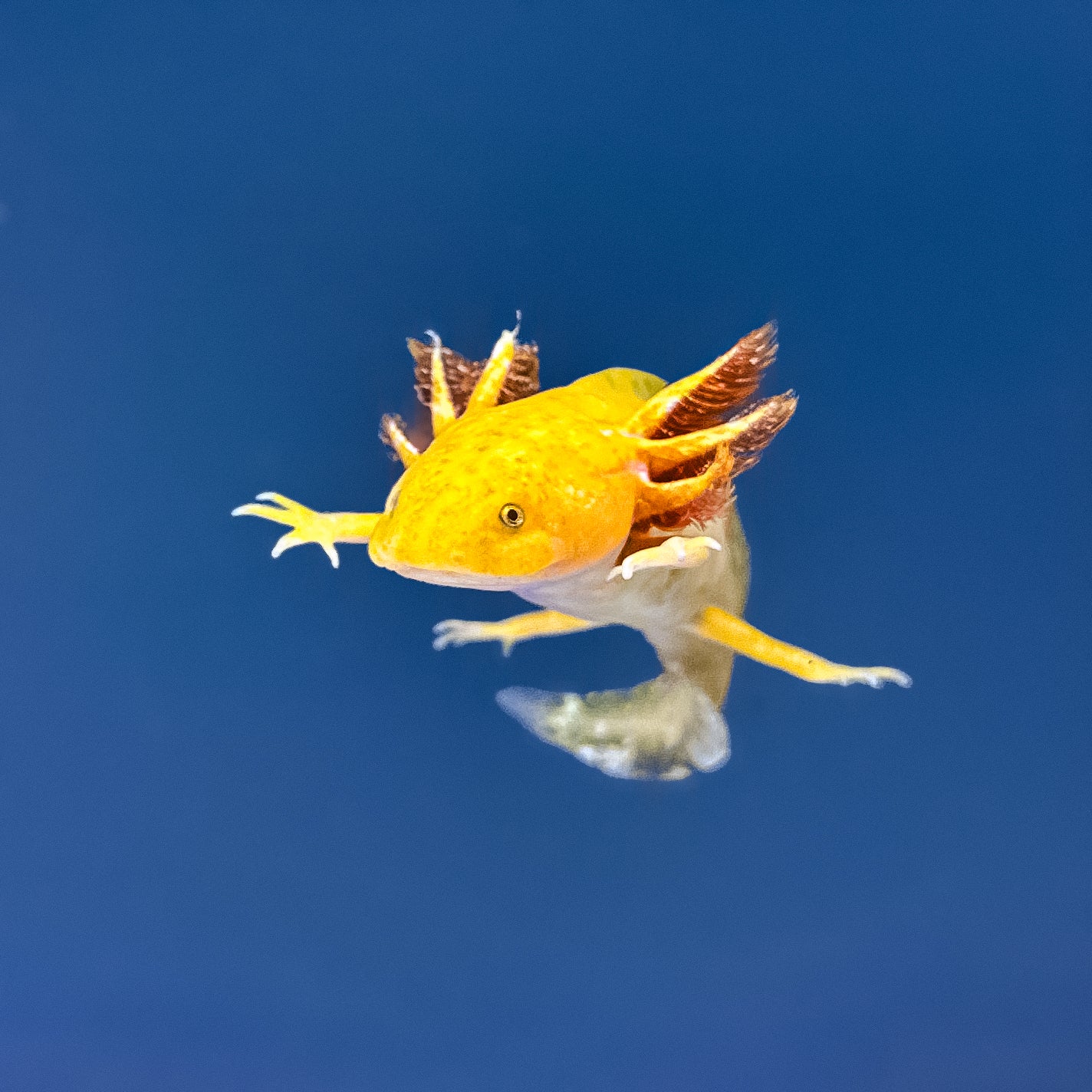 Hypomelanistic Axolotl - Image 5