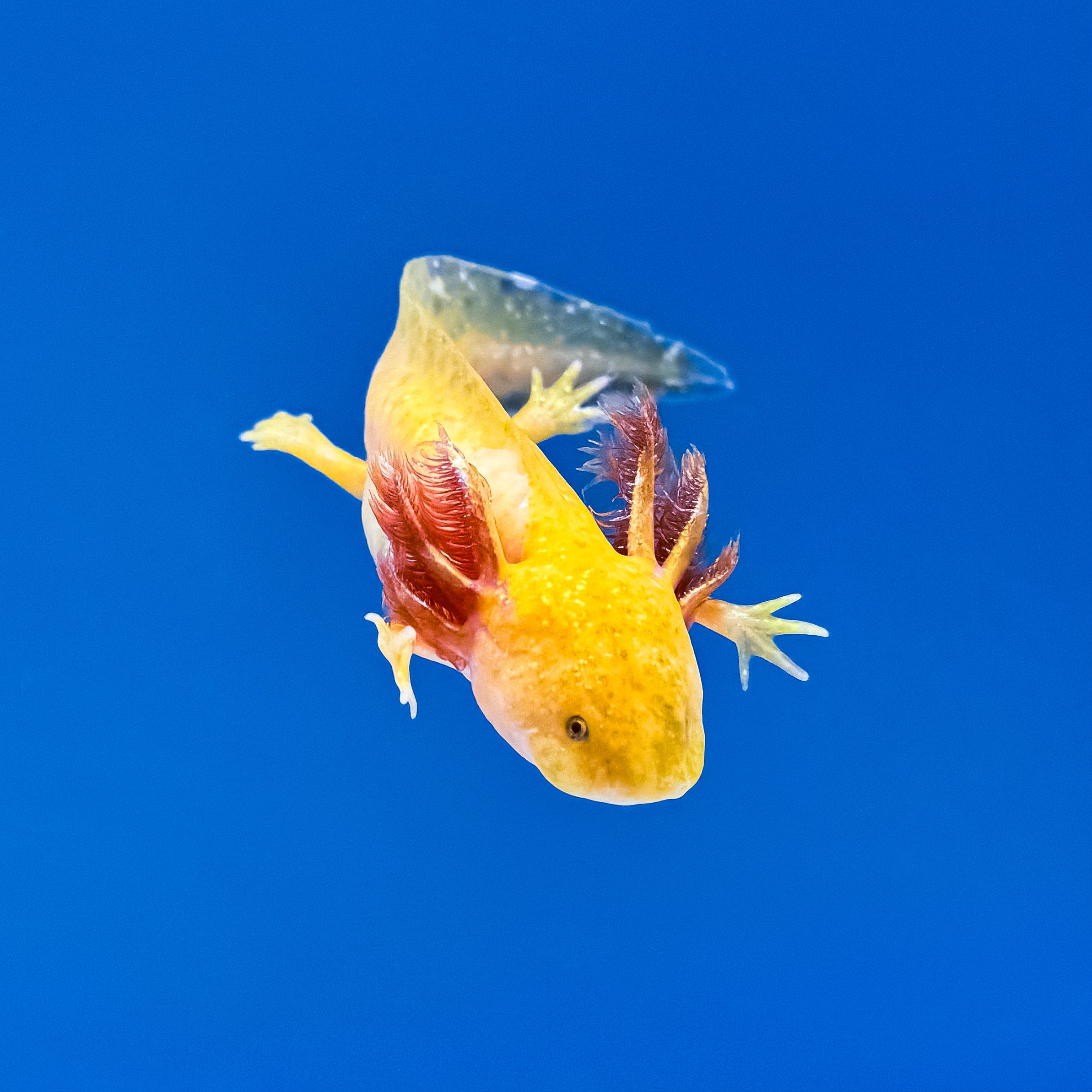Hypomelanistic Axolotl - Image 6