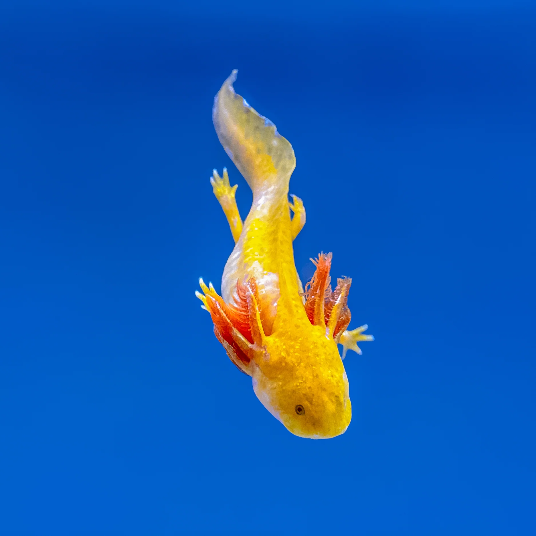 Hypomelanistic Axolotl - Image 7
