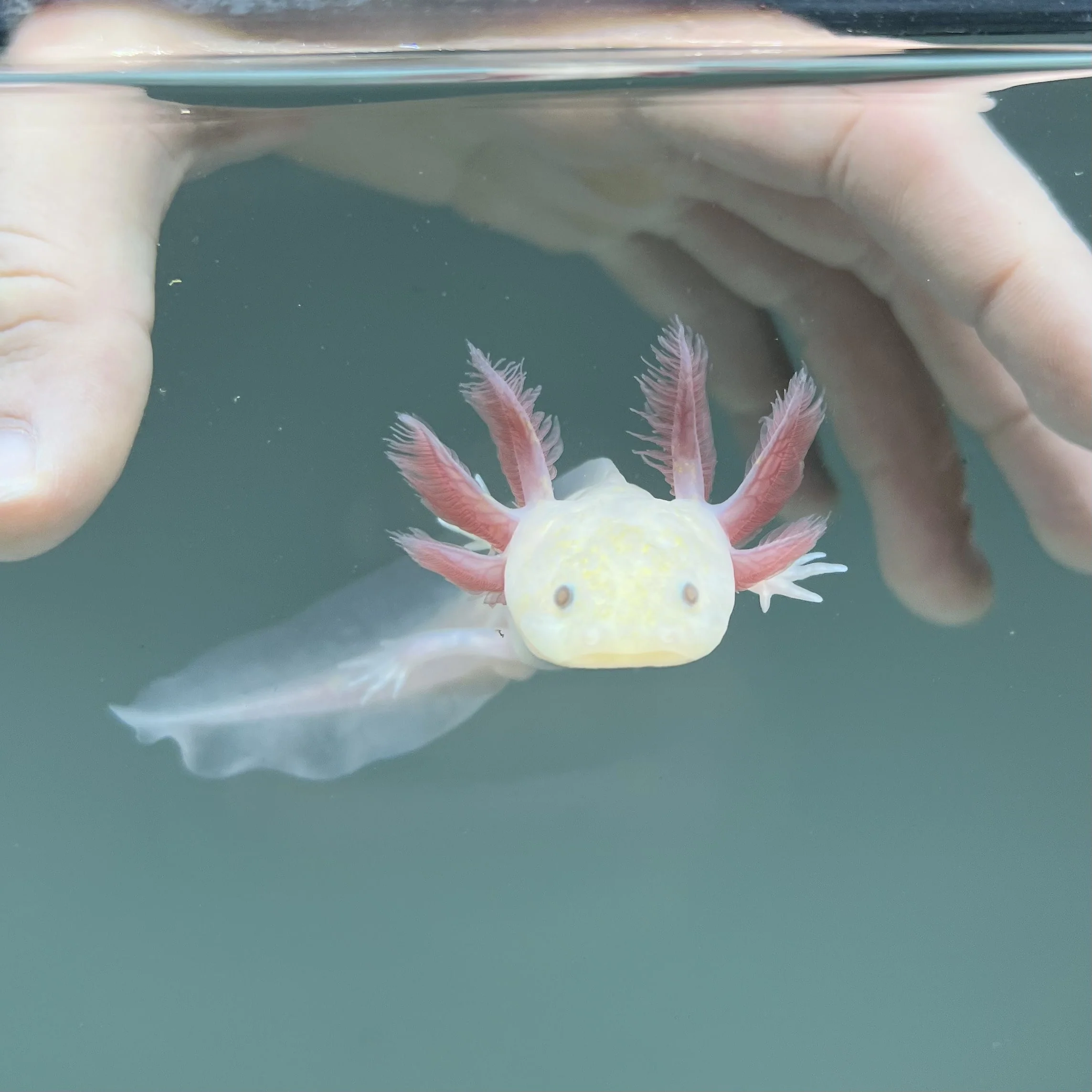 Light Hypomelanistic Melanoid Axolotl - Image 3