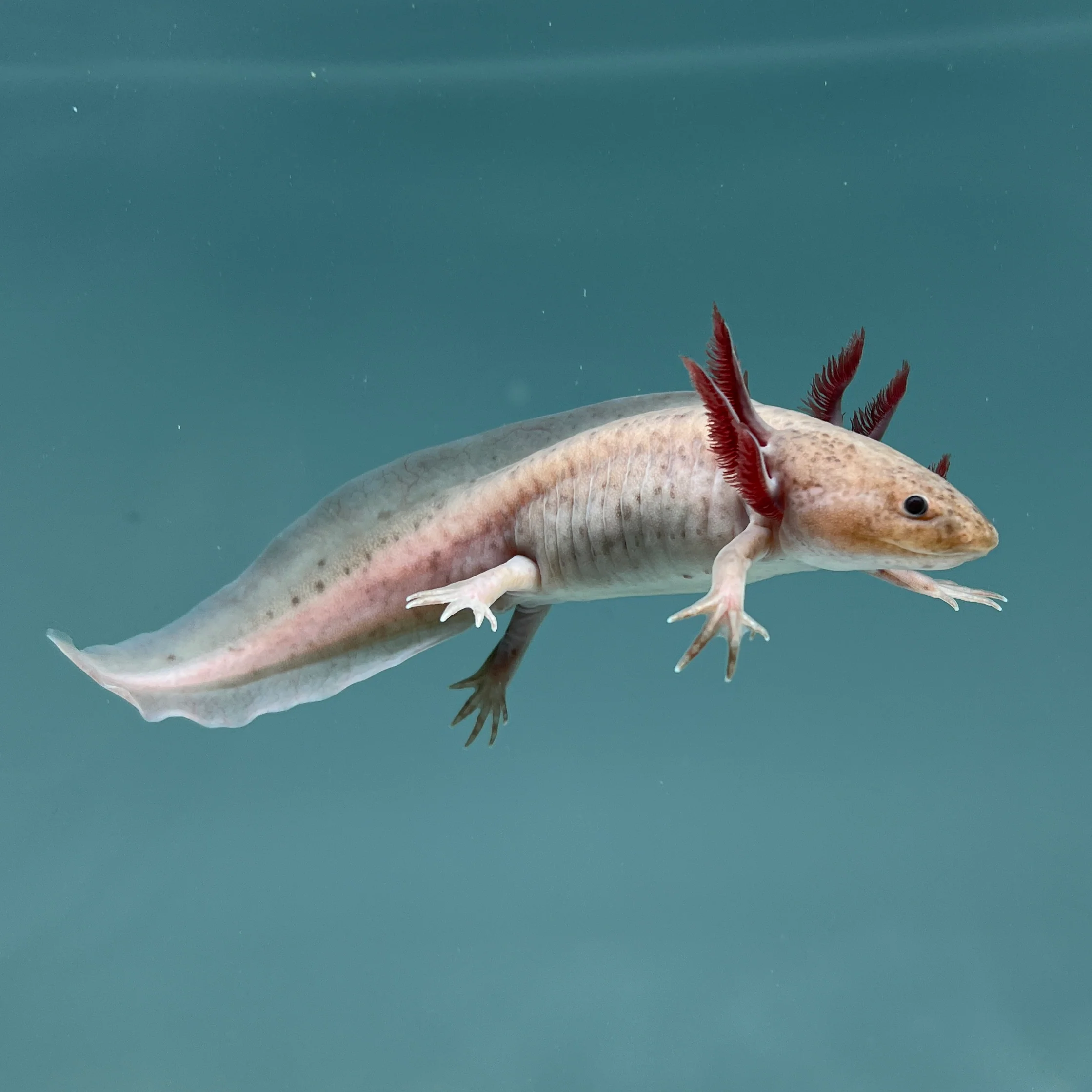Melanoid Axanthic Copper Axolotl - Image 3