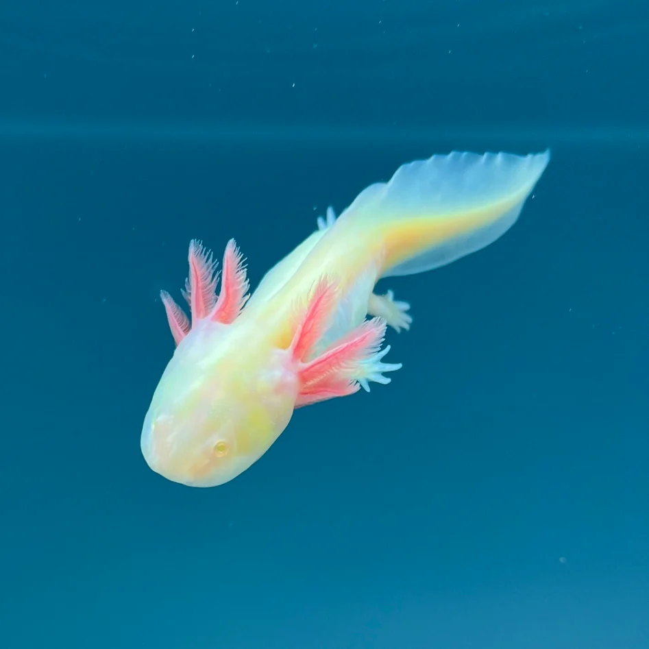 Rescue Axolotls - Image 10