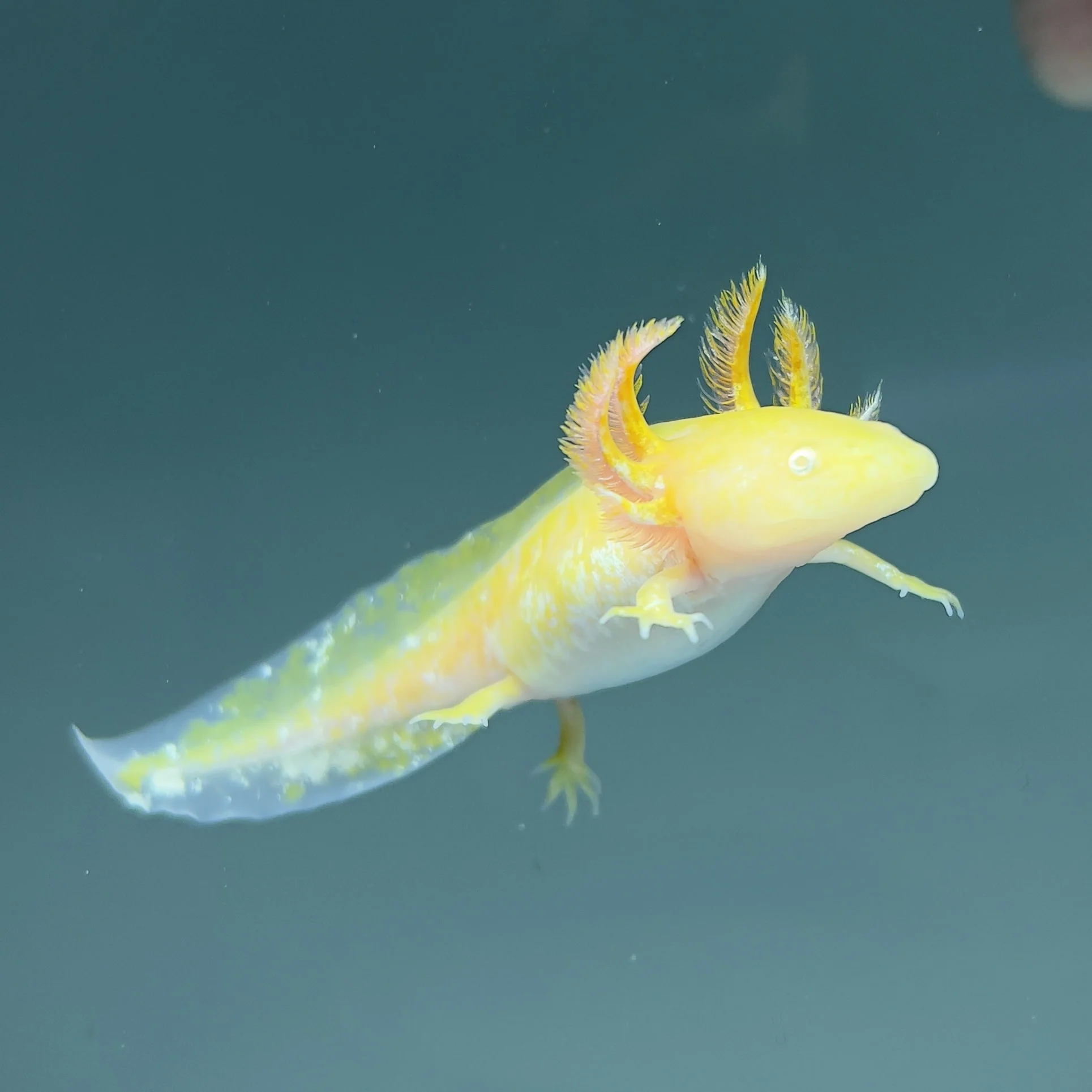 Rescue Axolotls - Image 11