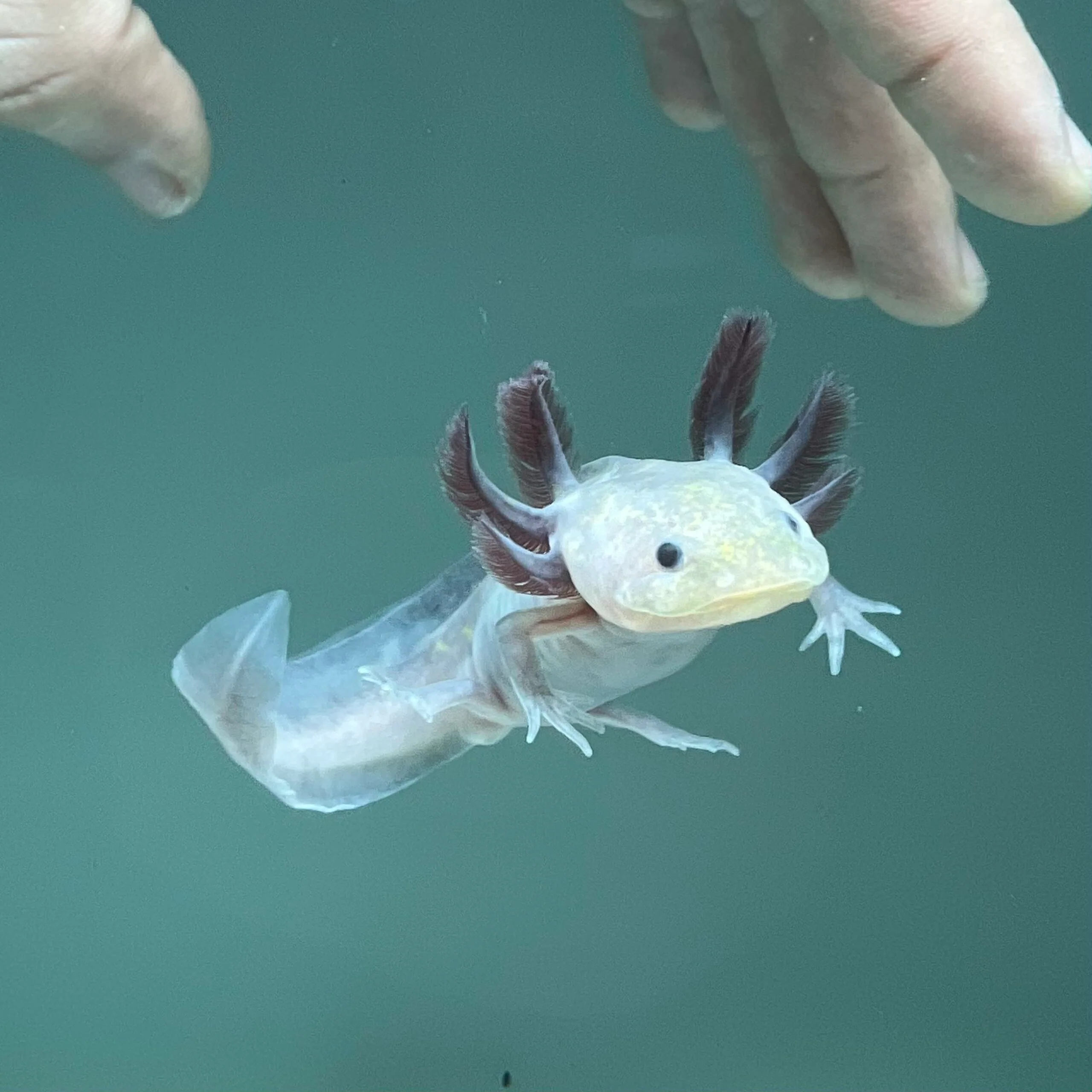 Hypomelanistic Melanoid Axolotl - Image 3