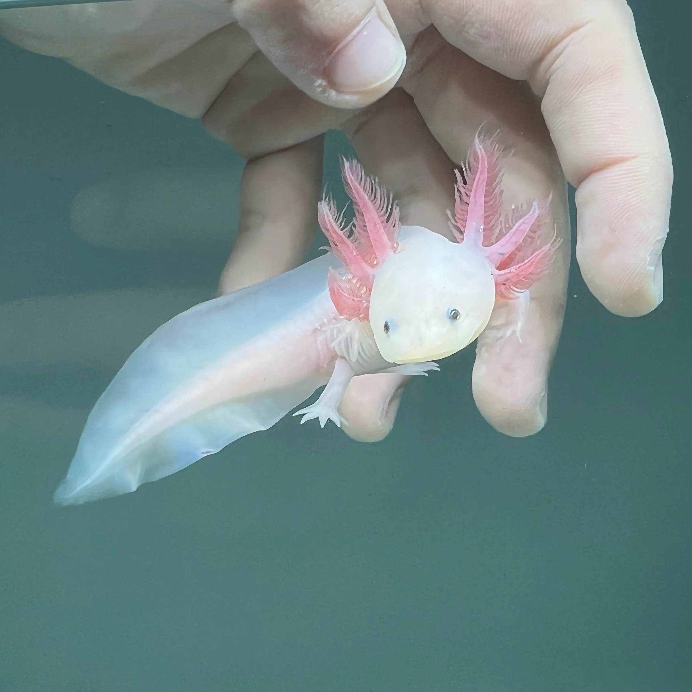 Rescue Axolotls - Image 14