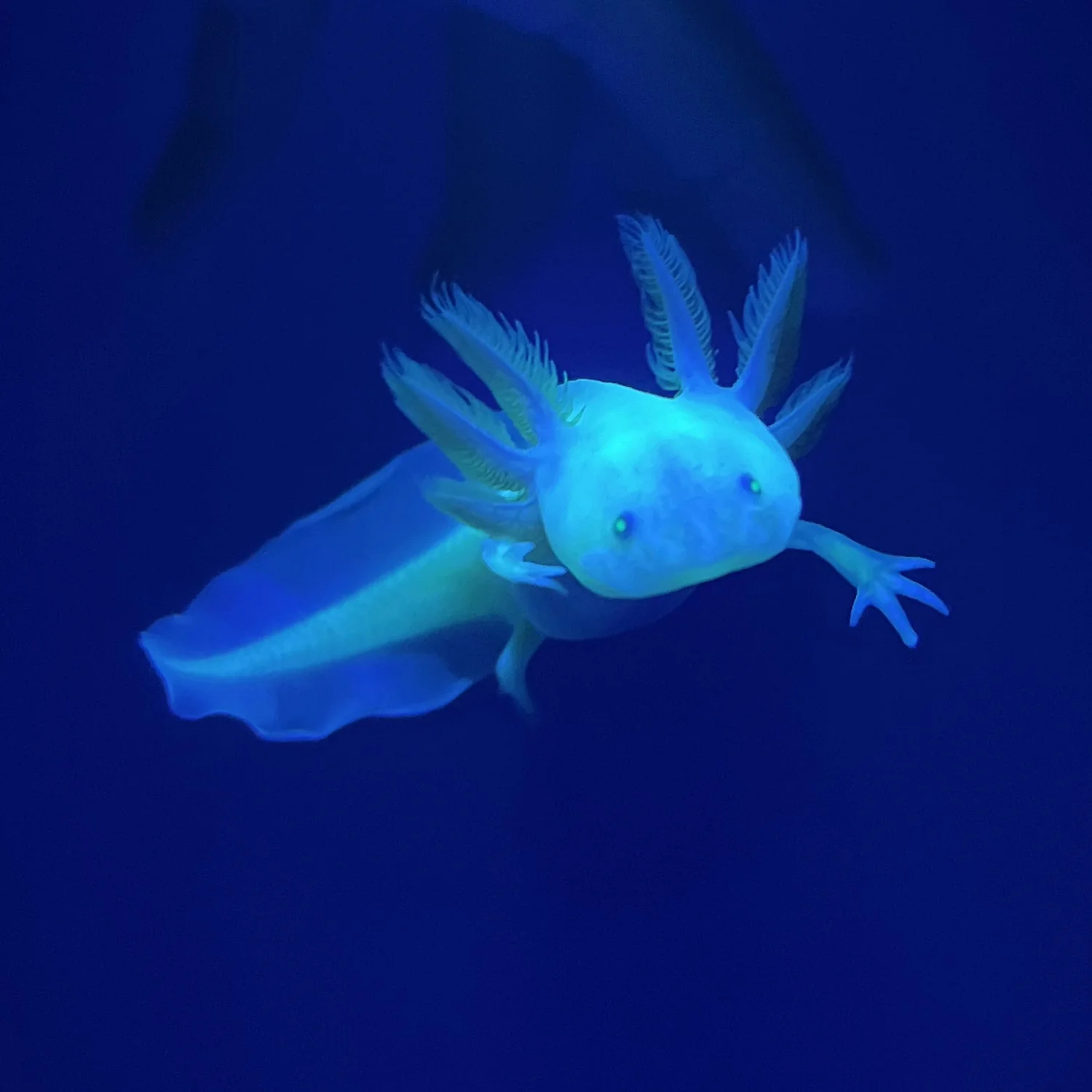 Rescue Axolotls - Image 15