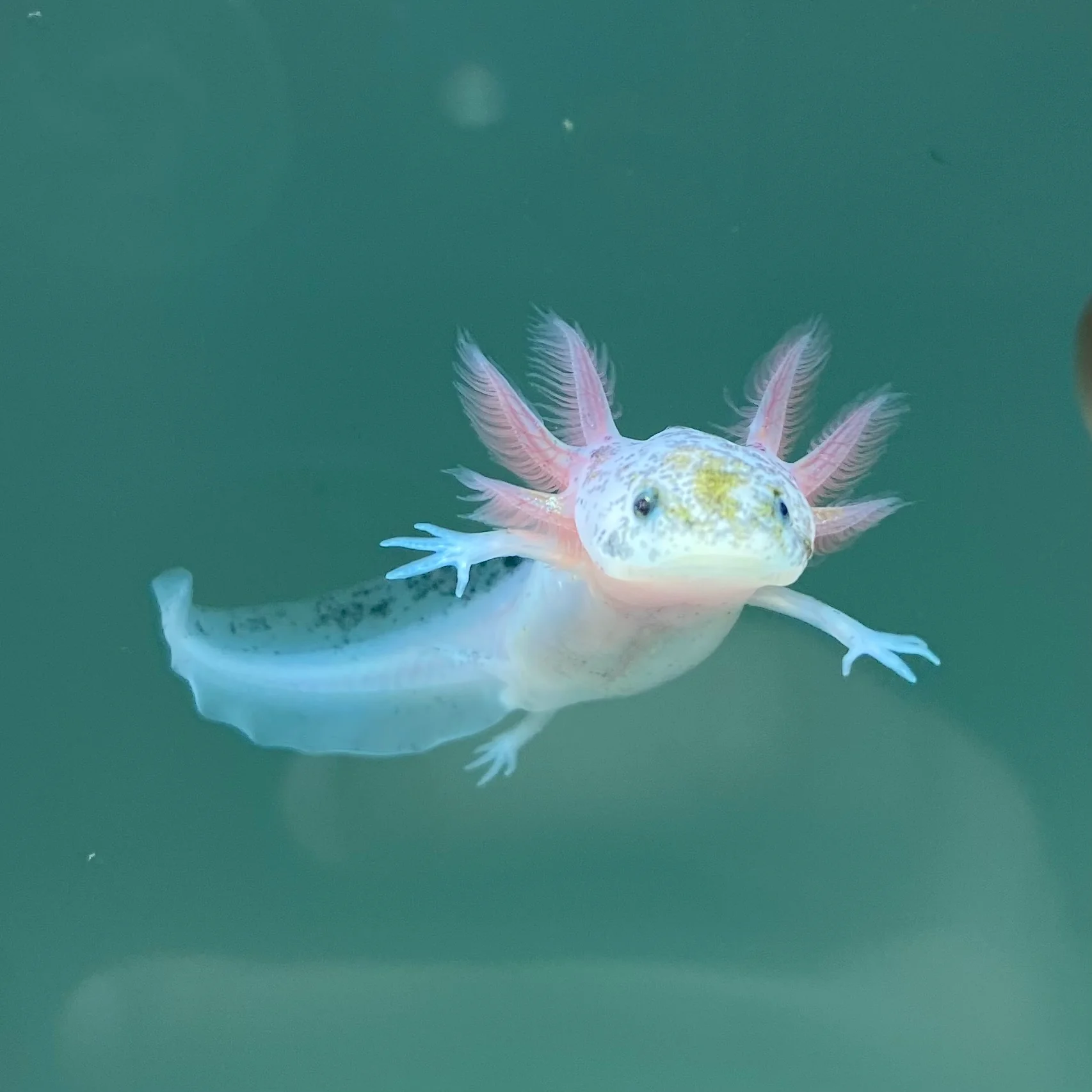 Rescue Axolotls - Image 16