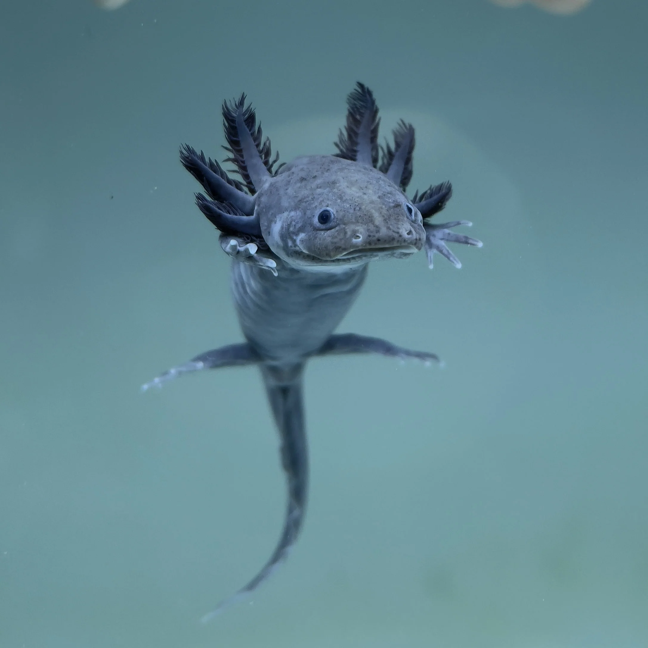 Rescue Axolotls - Image 20