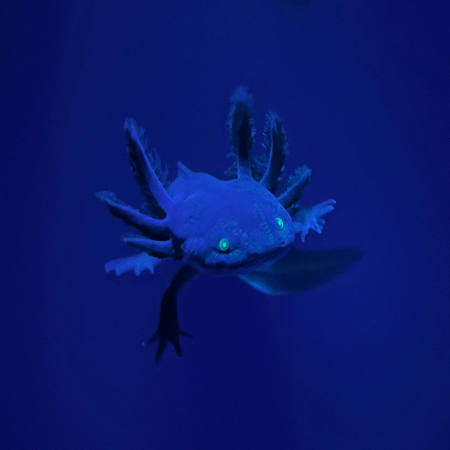 GFP Melanoid Axolotl - Image 4