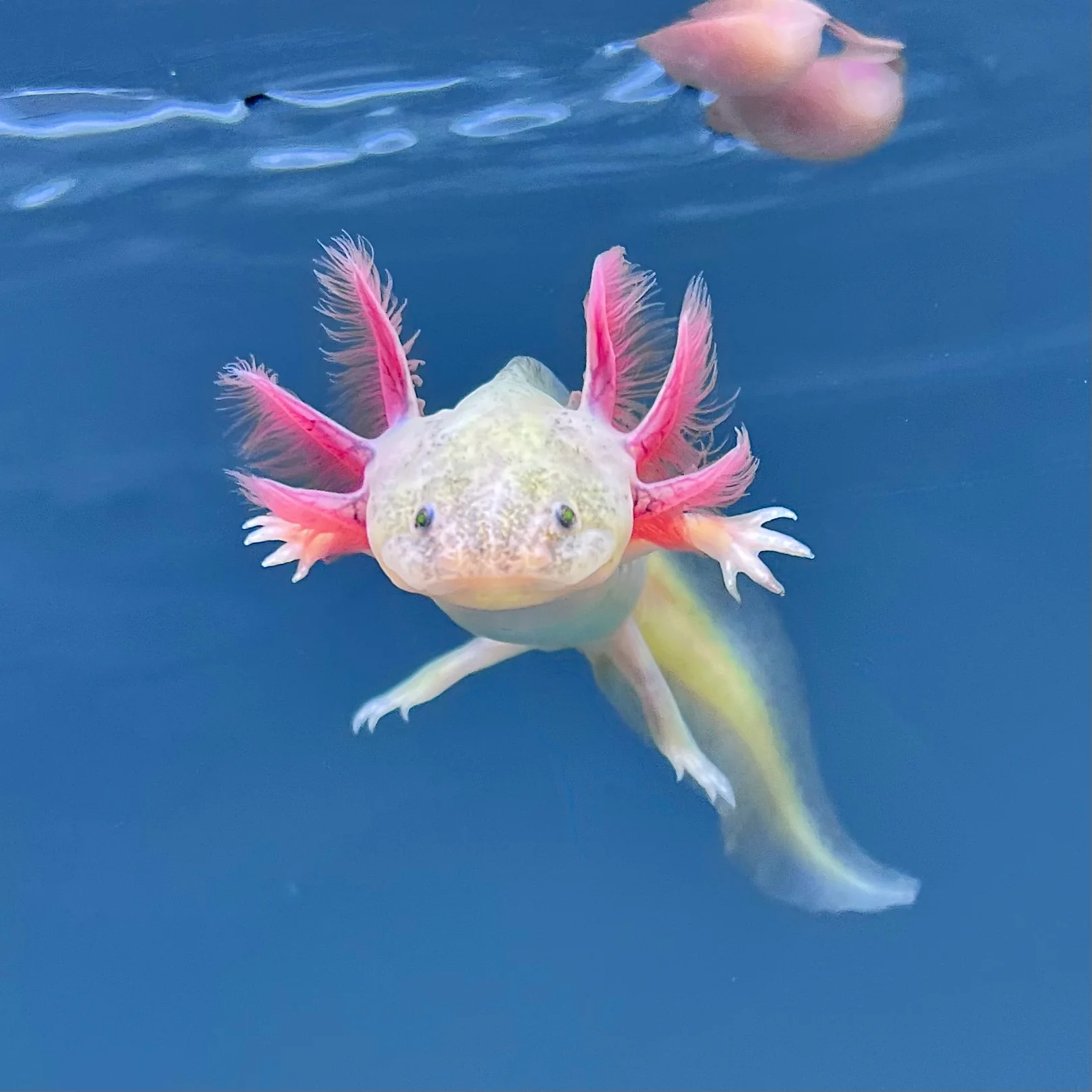 Rescue Axolotls - Image 24