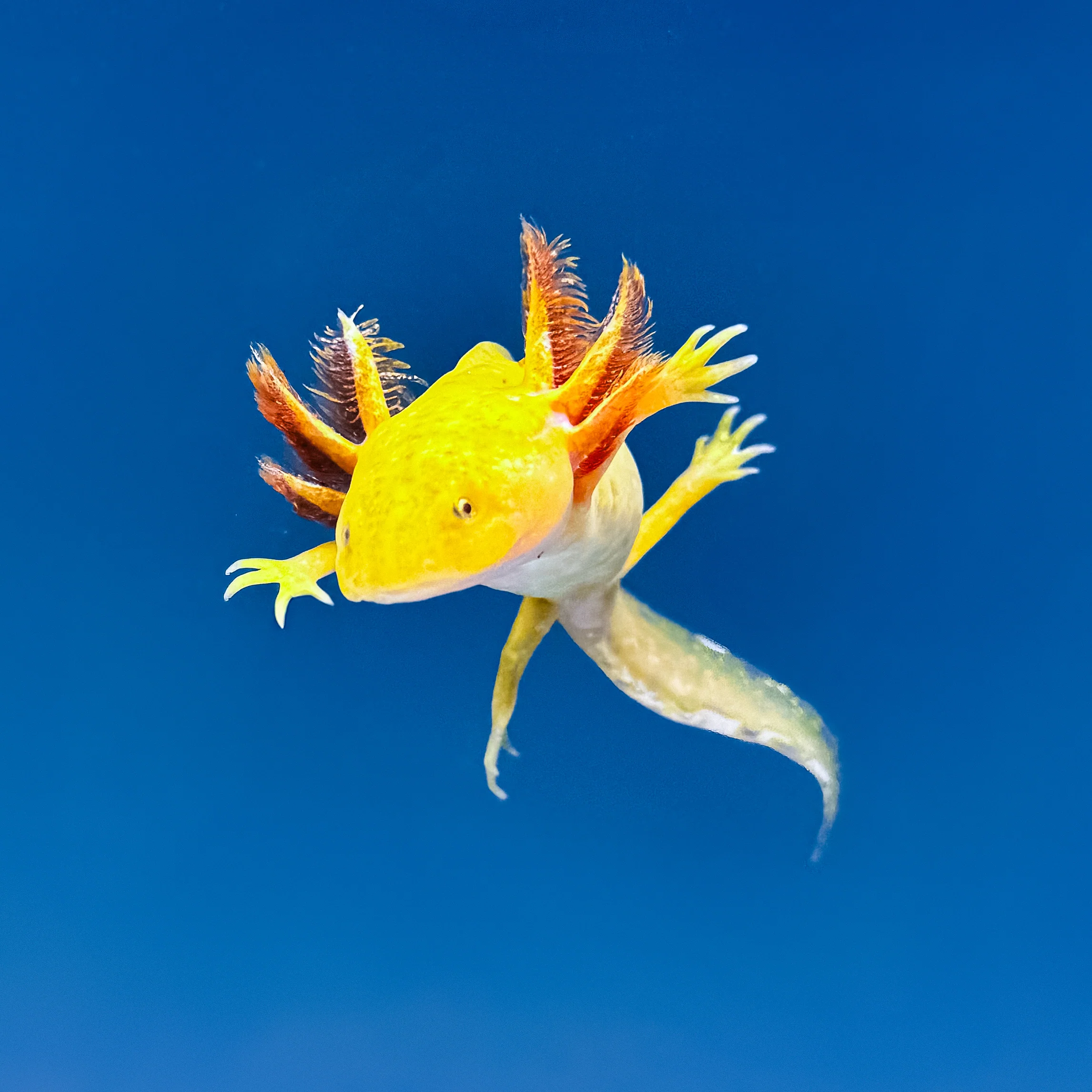 Rescue Axolotls - Image 25