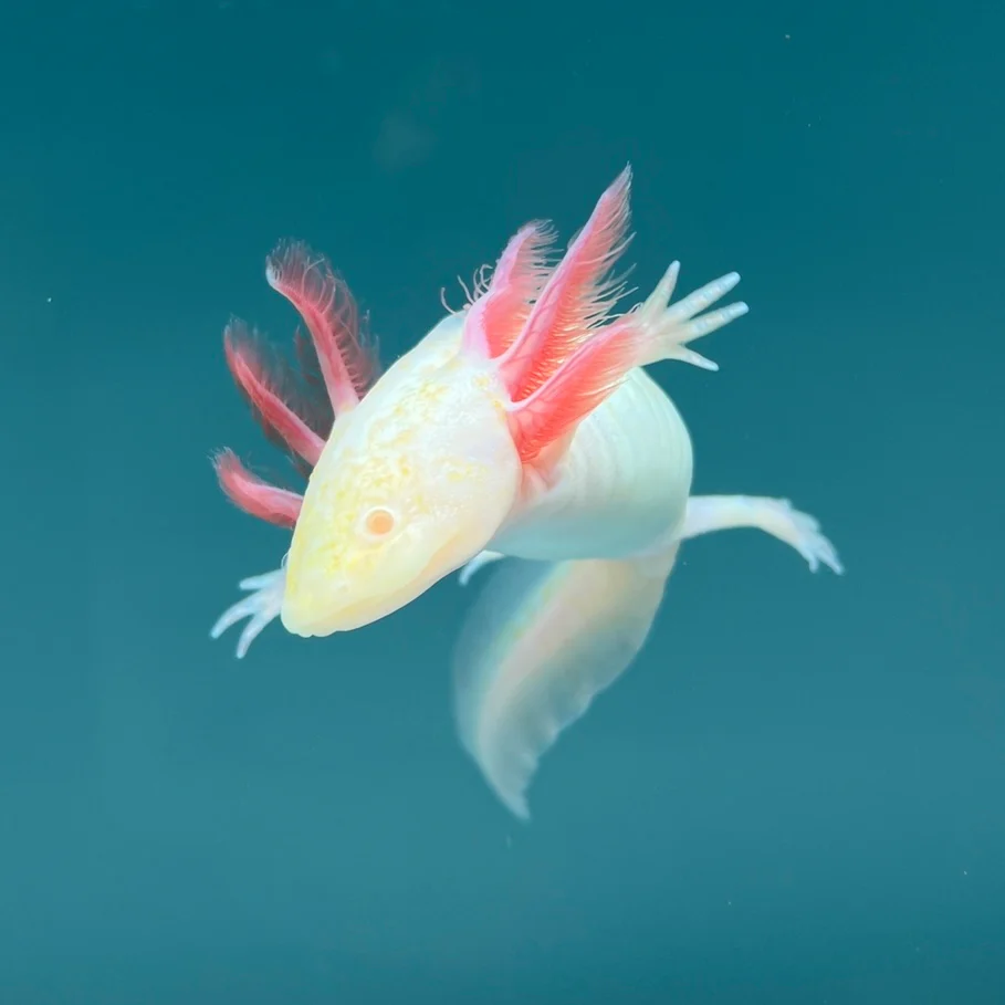Albino Melanoid Axolotl - Image 4