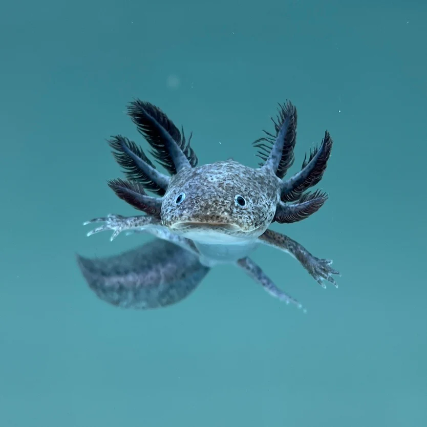 Rescue Axolotls - Image 5