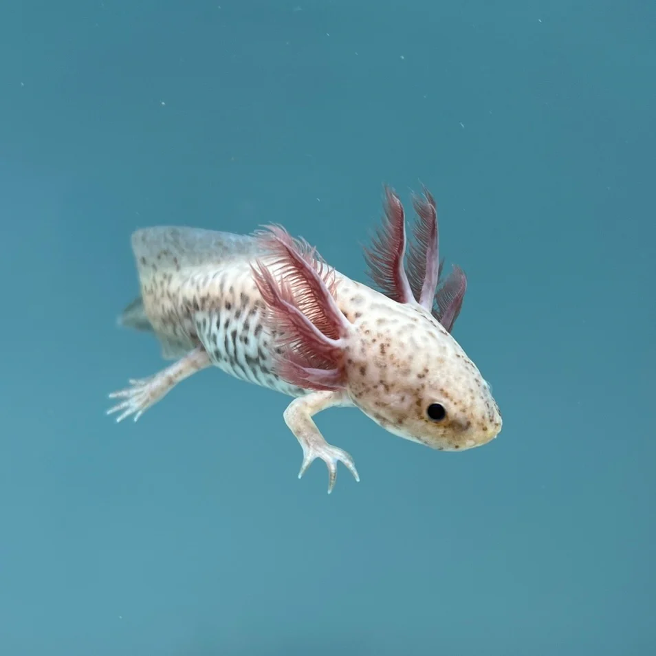 Axanthic Copper Axolotl - Image 4