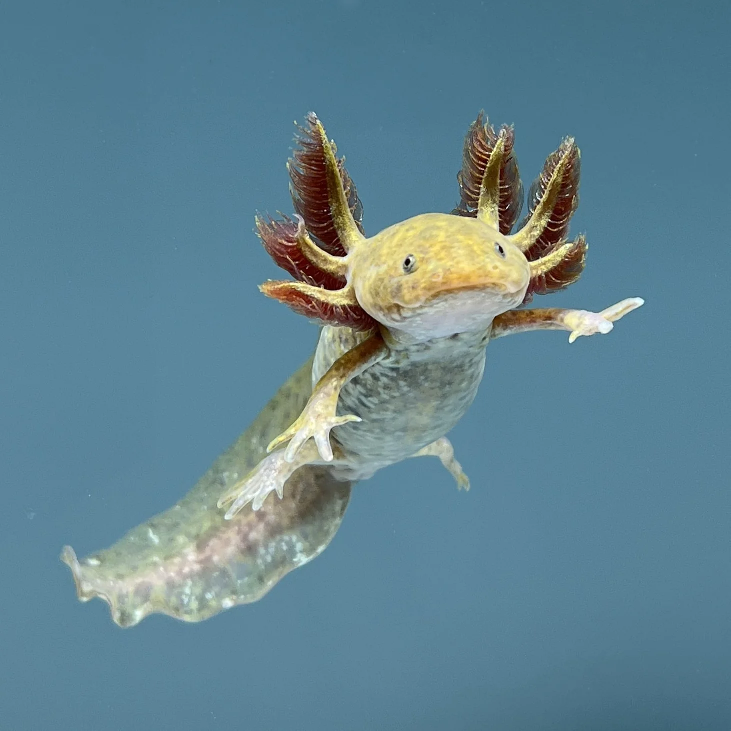 Rescue Axolotls - Image 7