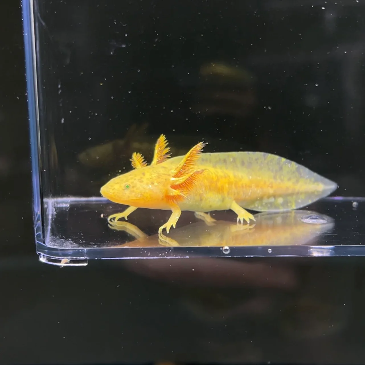 GFP Copper Axolotl - Image 3