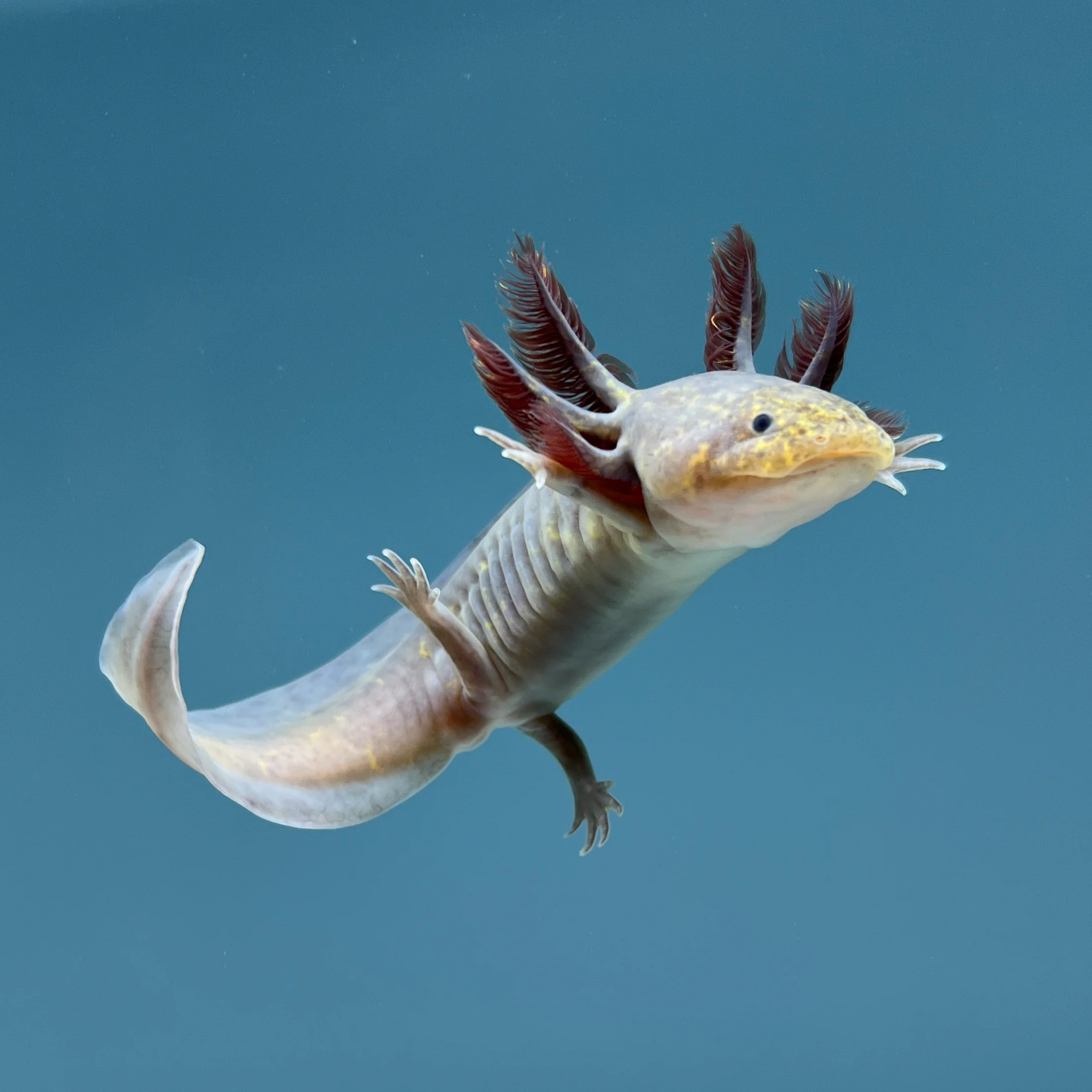 Rescue Axolotls - Image 9