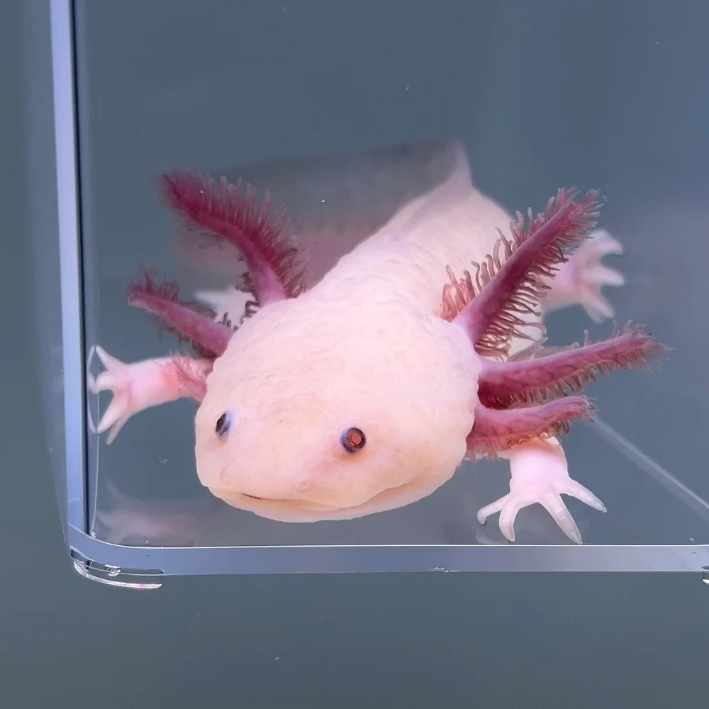 Rare Axolotls